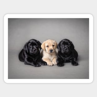 Labrador retriever puppies Sticker